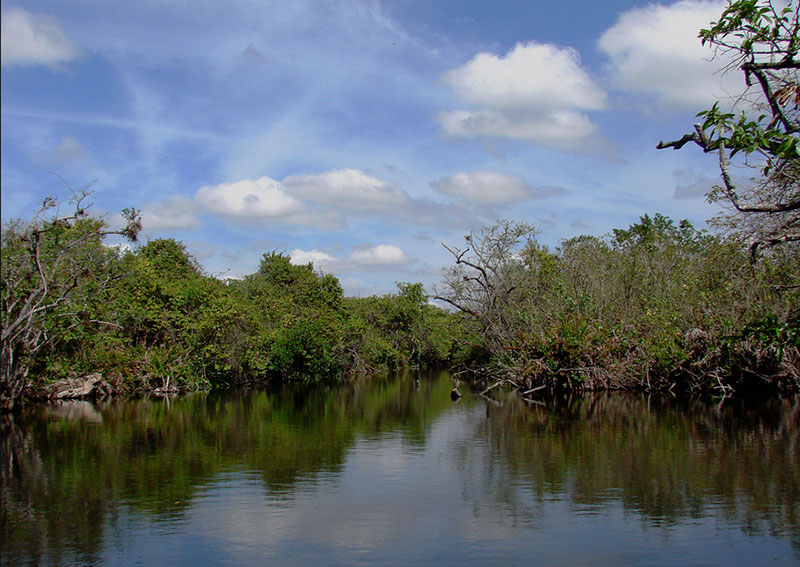 Se Presentó La Reserva De La Biosfera Marismas Nacionales Nayarit